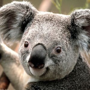 Meet your Posher, Benjamin